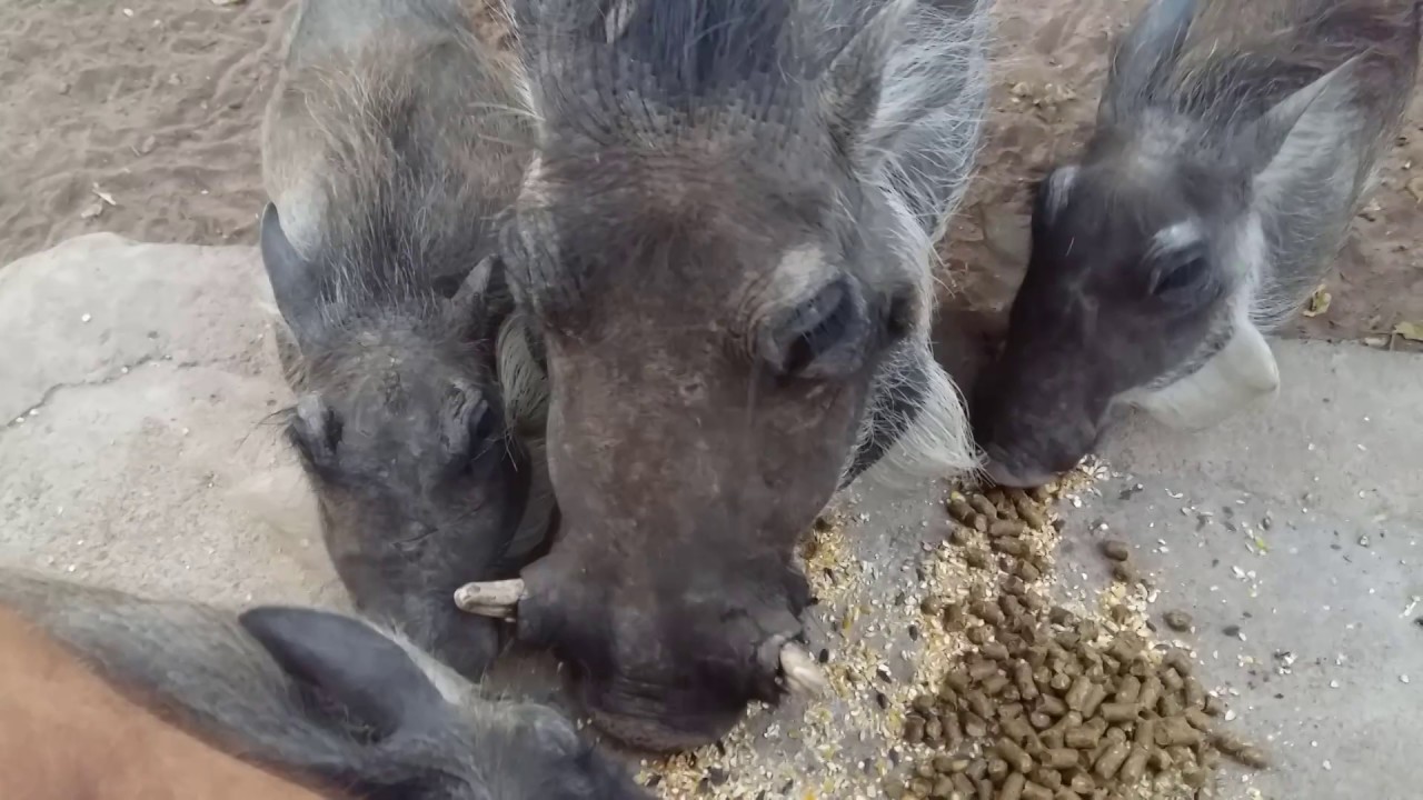 Amazing experience with tame warthogs!
