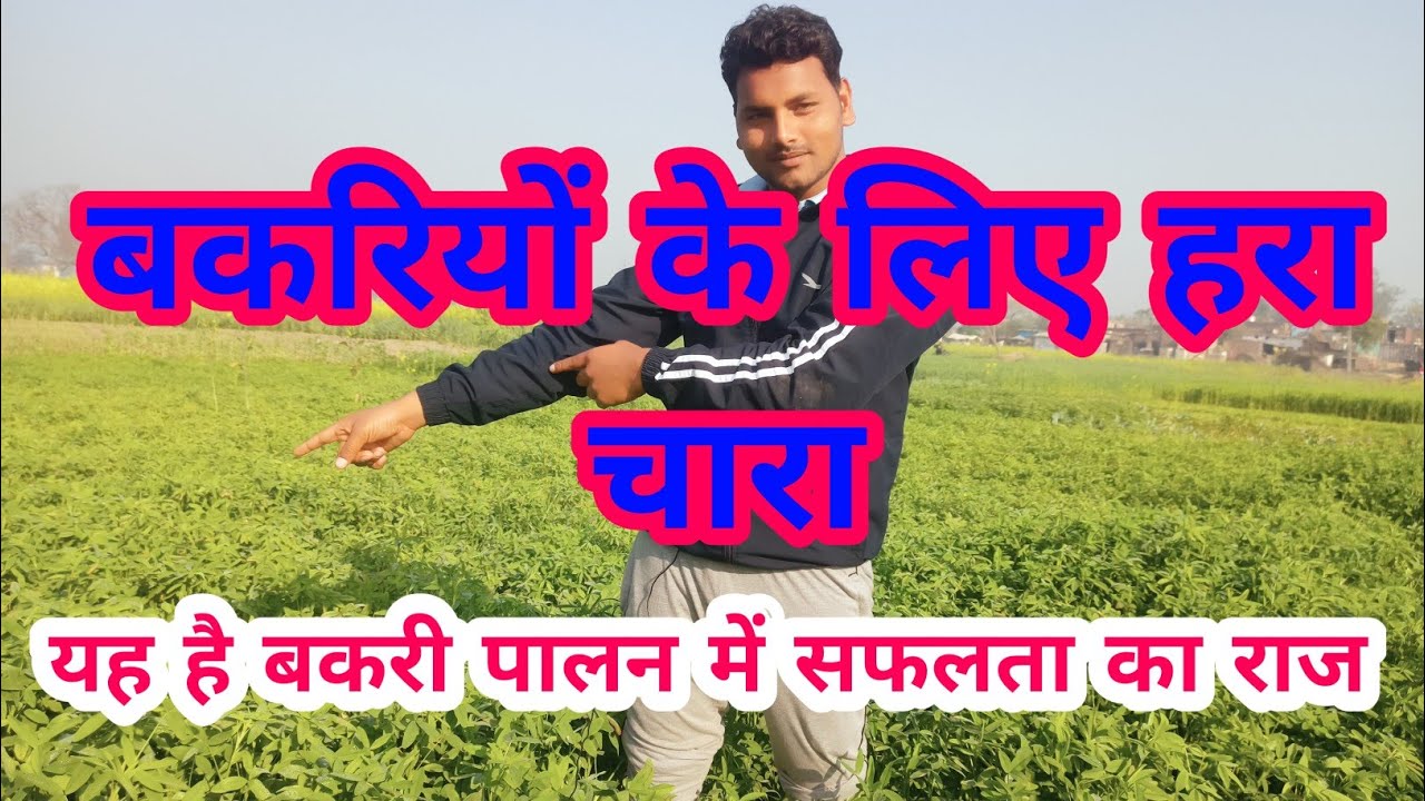 बकरियों के लिए हरा चारा || Green fodder for goat || Goat farming