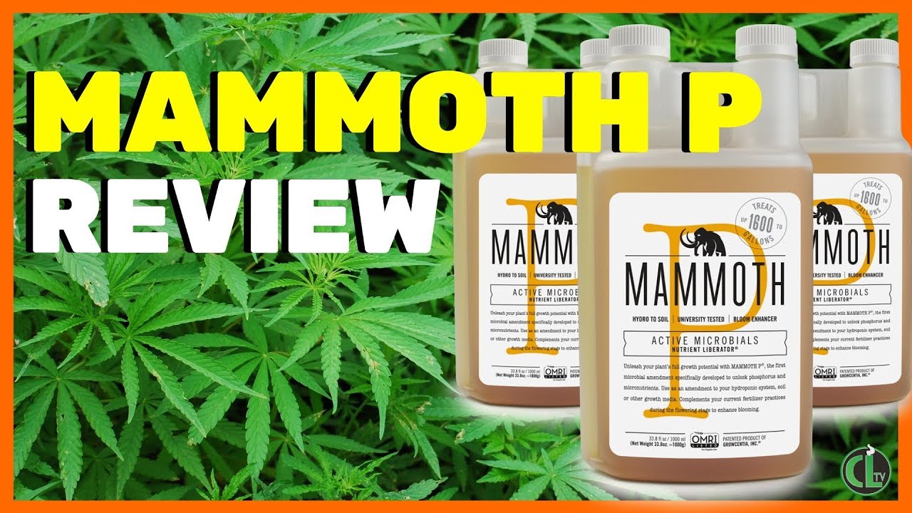 MAMMOTH P - Is it Worth The Price??