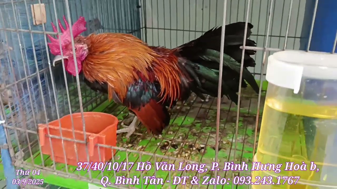 Mới lên được ít gà tre mỹ mini, mời anh em đam mê kết nối 