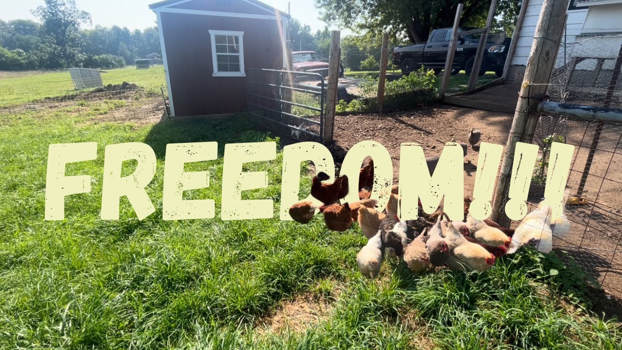 FREEDOM!!!