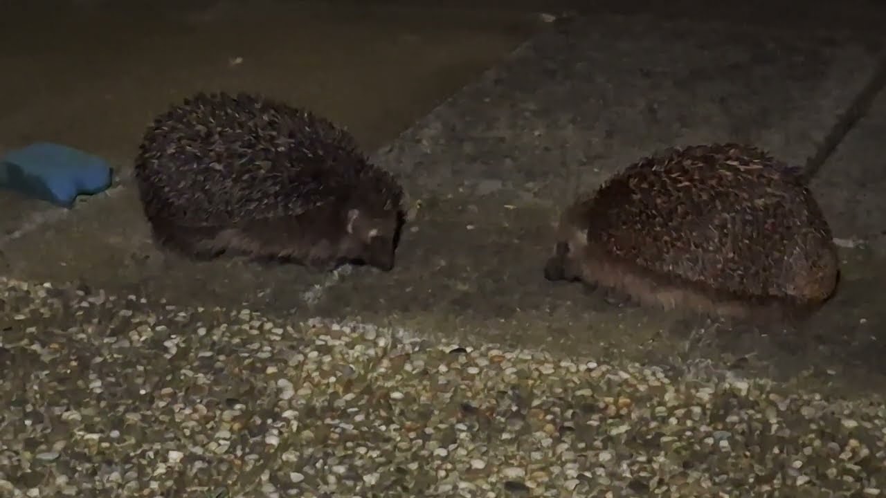 Paringsdans van de egel.
