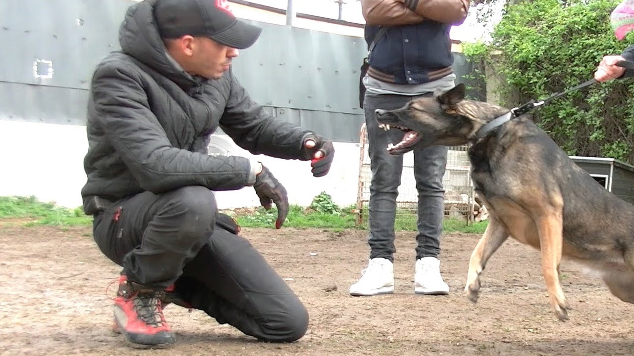 REEDUCATION BERGER MALINOIS AGRESSIF