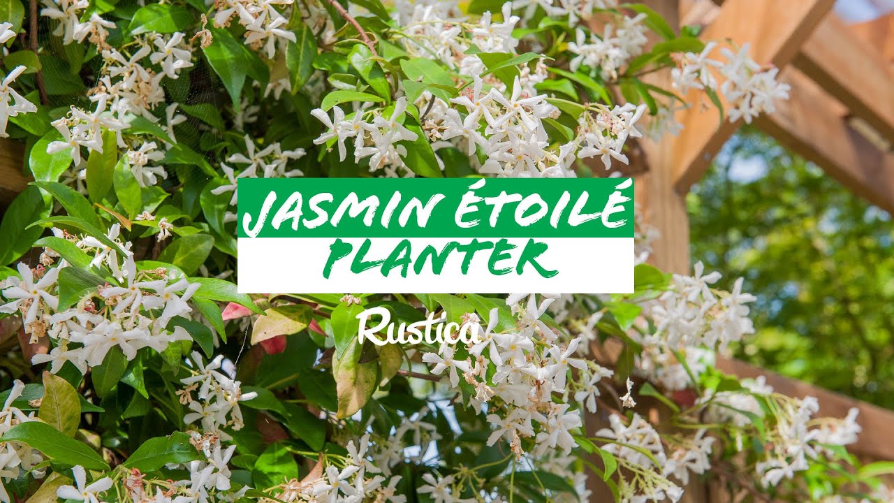 Comment planter et palisser un jasmin étoilé ⭐