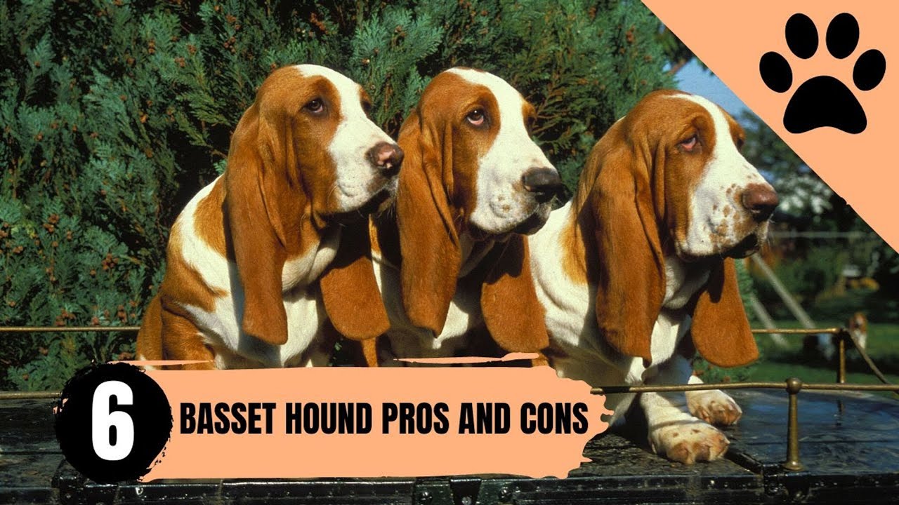 Pros y contras de tener un Basset Hound