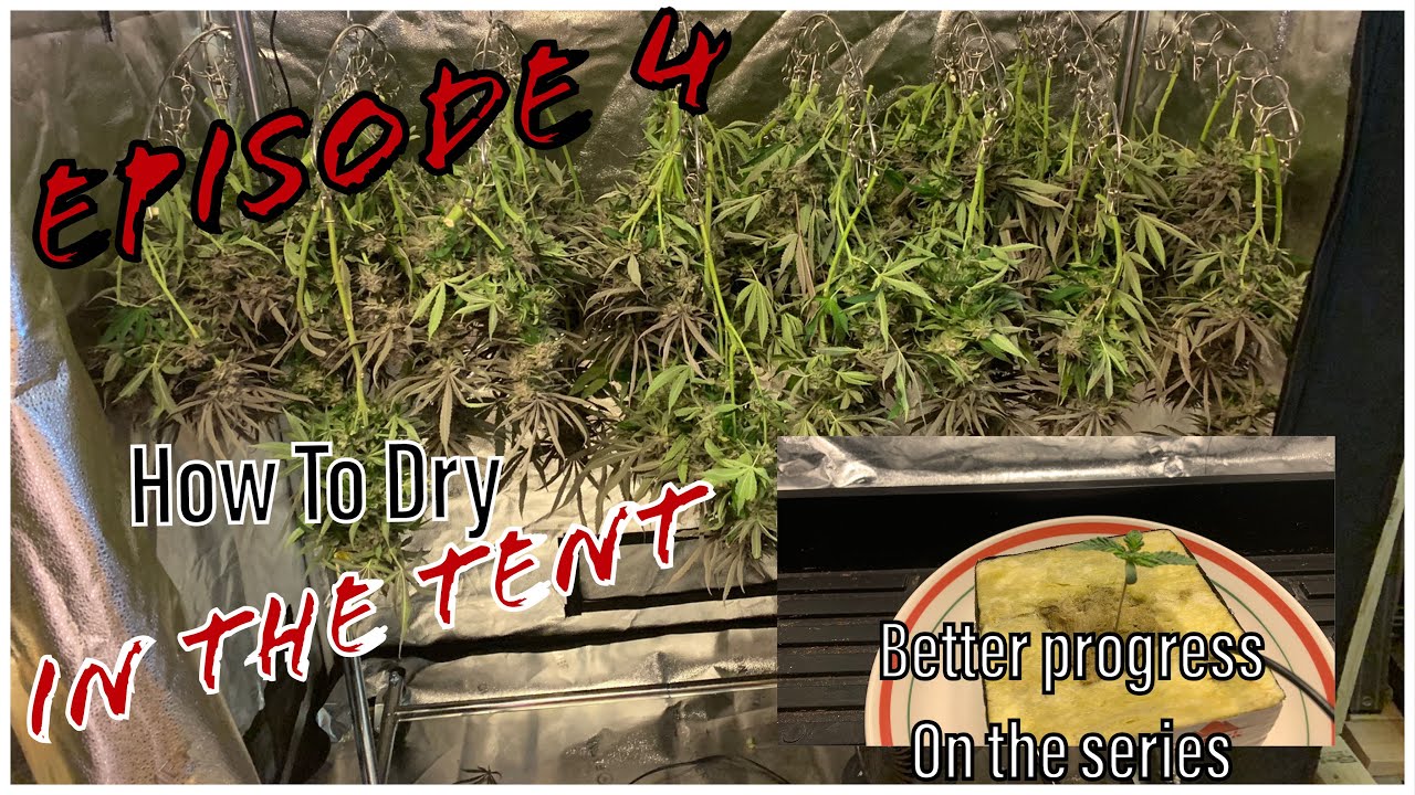 Spider Farmer | How to use the SF 2x4 as a drying tent, plus correcting the seedling - Ep. 4