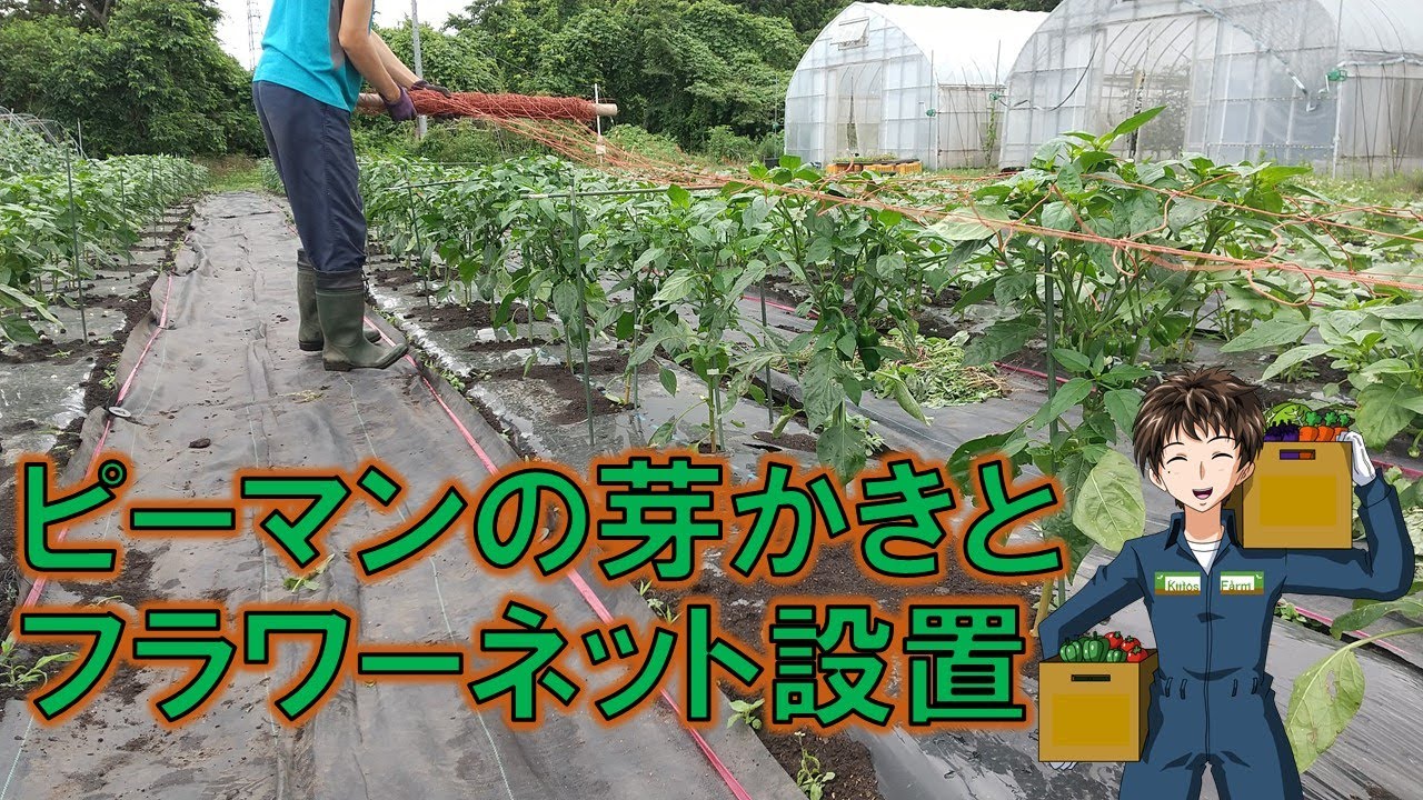 【ピーマンの栽培】芽かきとフラワーネットでの仕立て