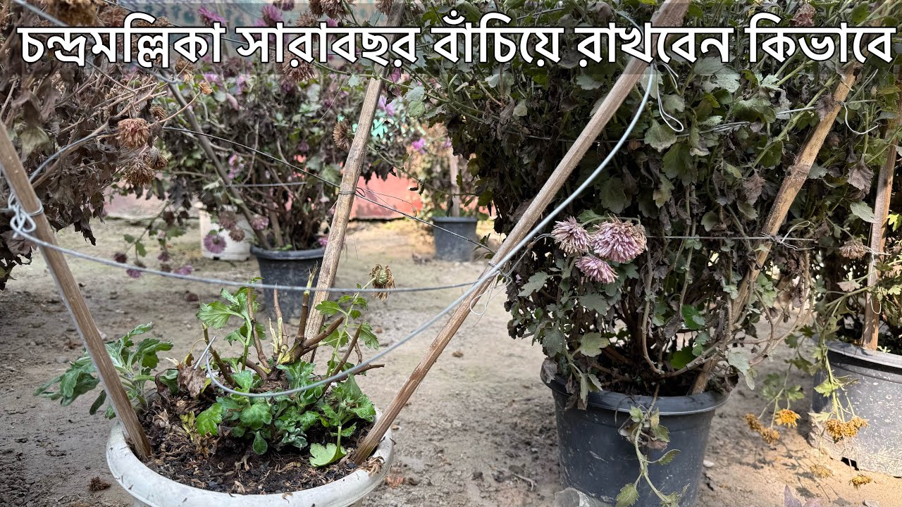 পুরনো চন্দ্রমল্লিকা সারাবছর কিভাবে বাঁচিয়ে রেখে নতুন চারা কখন কিভাবে করবেন । Chrysanthemum care | 