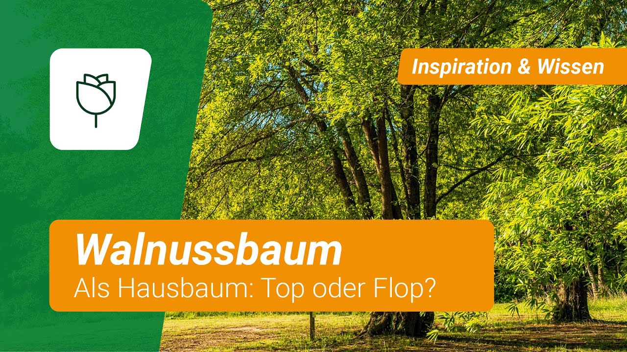 Walnussbaum als Hausbaum: Top oder Flop?