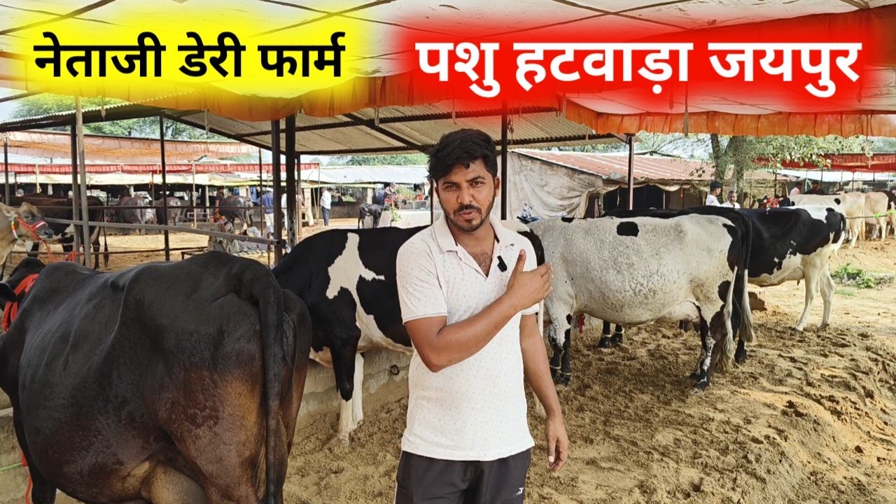 दुधारू गाय खरीदे | जयपुर पशु मंडी शानदार गाय | नेताजी डेरी फार्म  jaipur Pashu hatwada 4 novmber 25