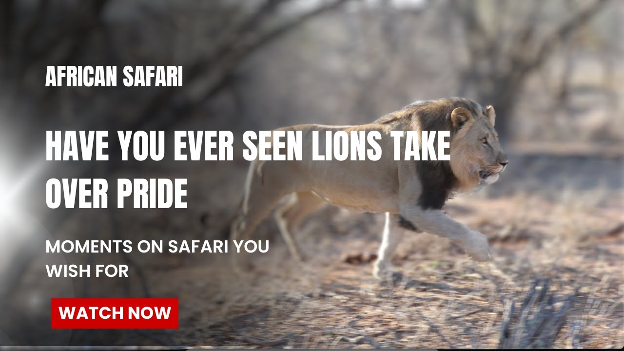 HAVE YOU EVER SEEN MALE LIONS TAKE OVER A TERRITORY???