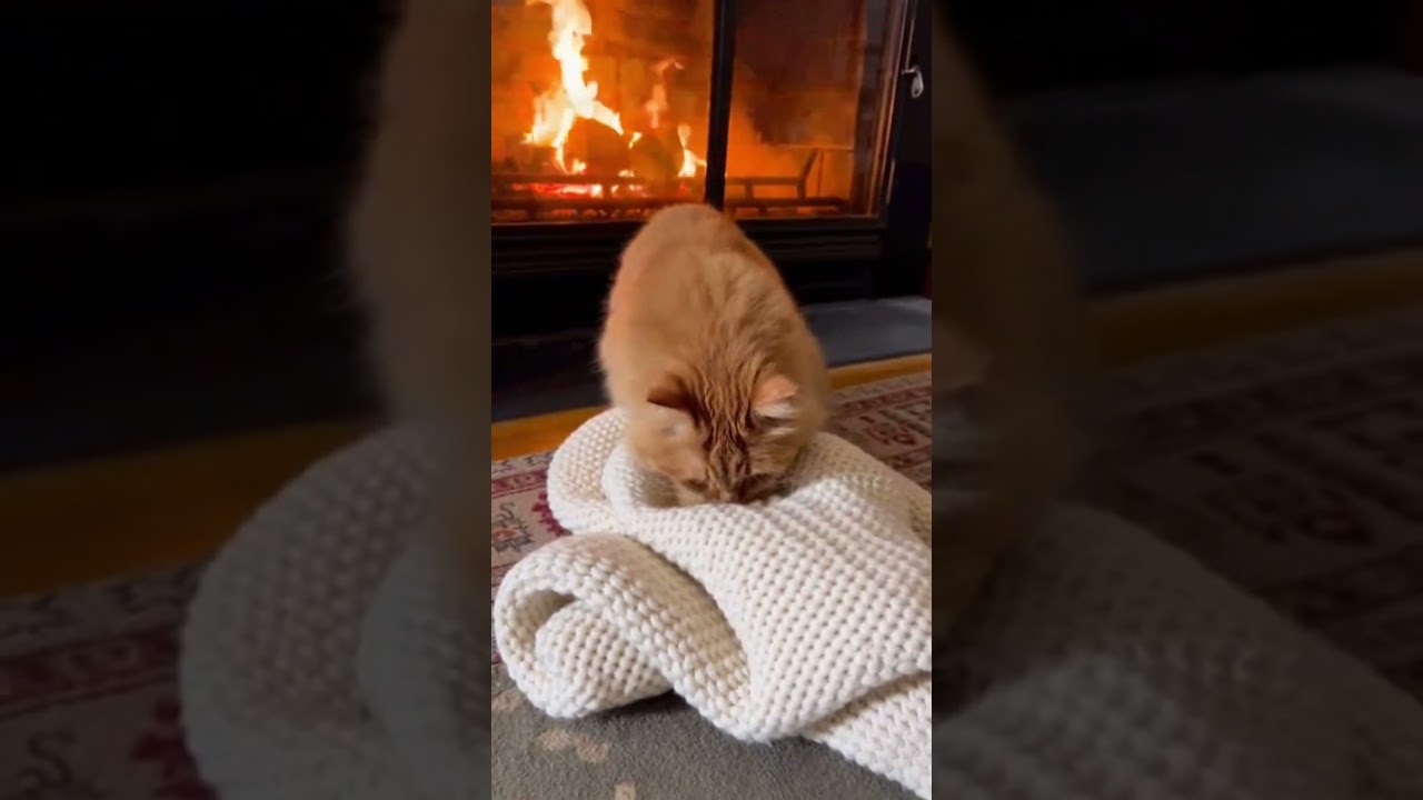POV: You Stop Scrolling Because of This Cat 🐱#catpov #cute #relax #shorts #fyp