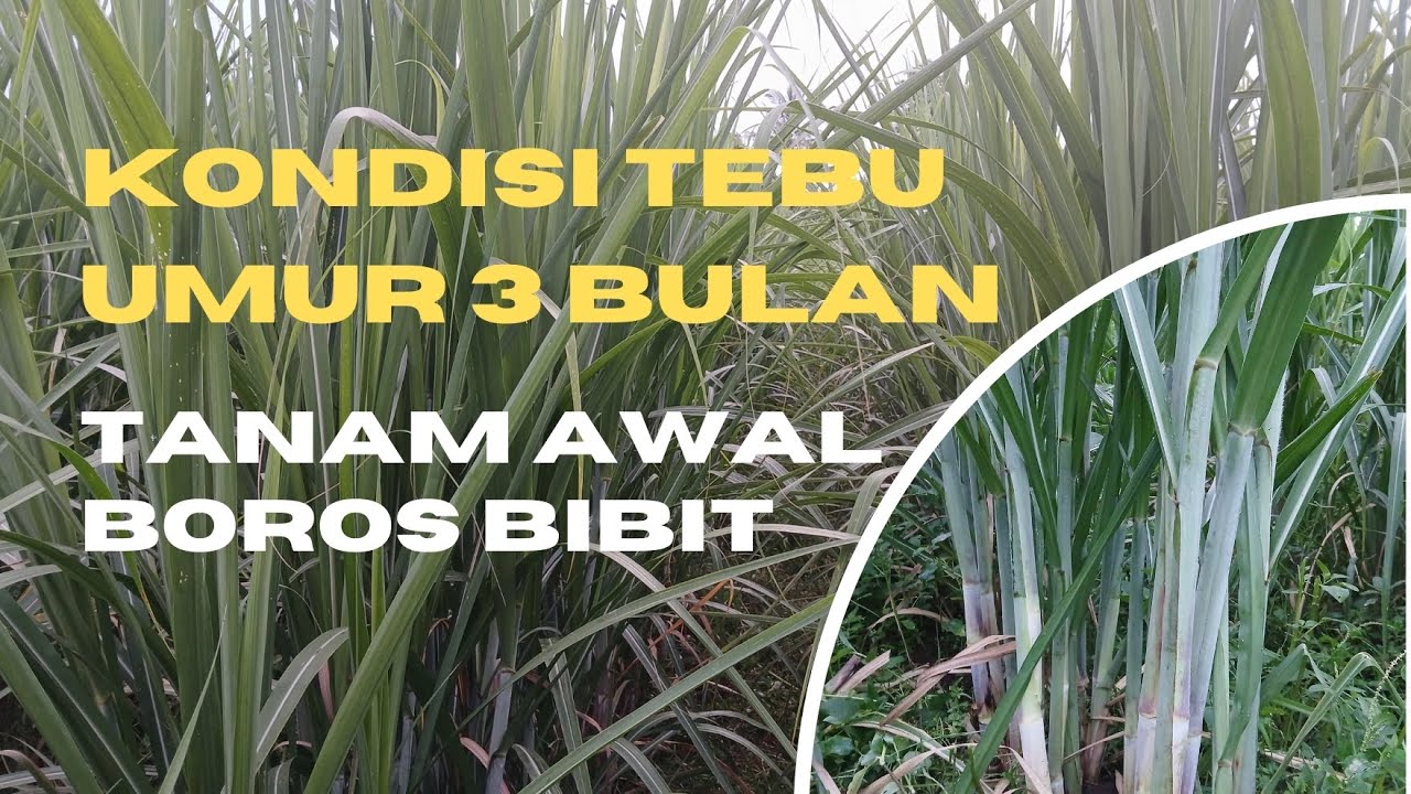 Update Uji Coba Tanam Tebu dengan Jumlah Bibit Tidak Umum Setelah Umur 3 Bulan