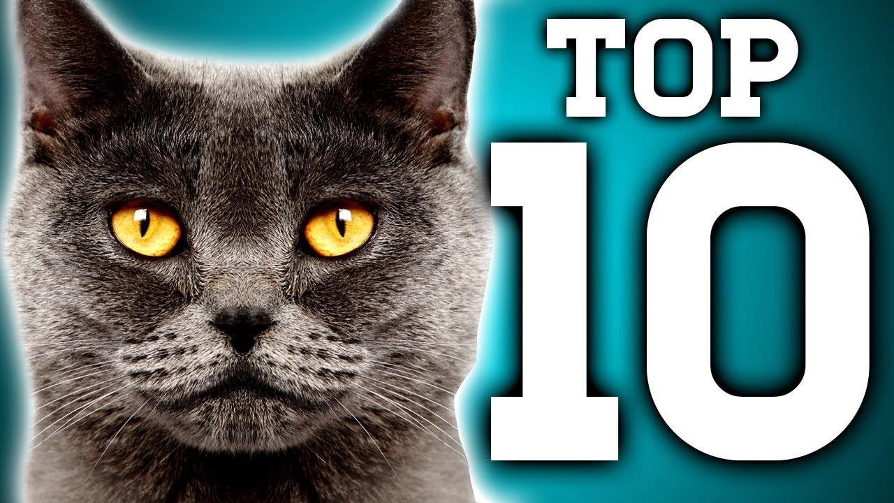 Awesome! 10 Cat Facts You Need to Know | The Travel Edit