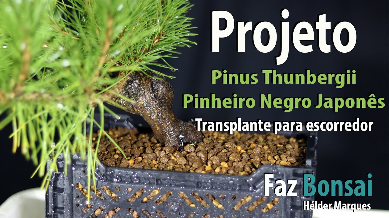 Projeto Pinus Thunbergii 