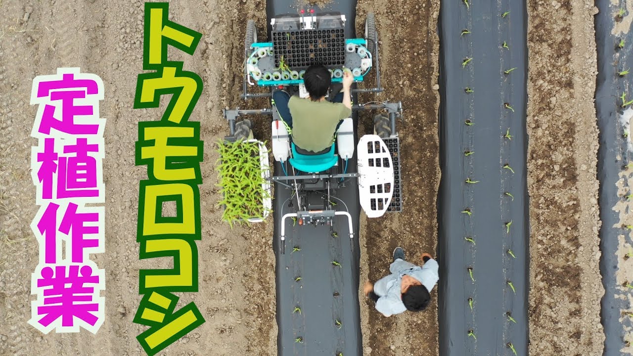 トウモロコシ定植準備と定植作業19/5/27＃690