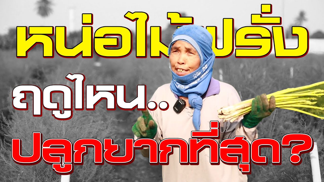 หน่อไม้ฝรั่งปลูกฤดูไหนยากสุดแล้วดูแลยังไงให้รอด? | เกษตรลุยสวน