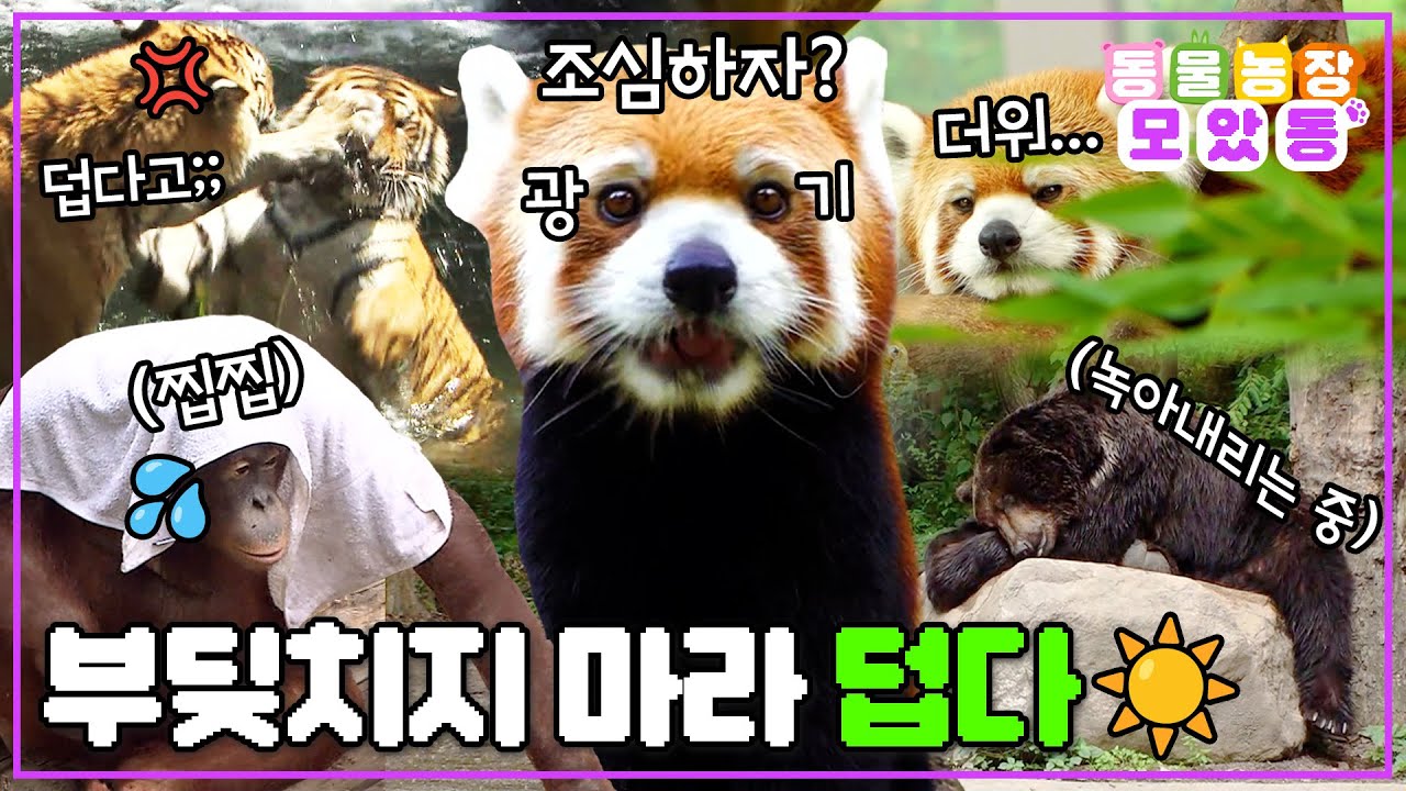 [#모았동물농장] 안녕하세요 좋은 날씨입니다☀️ 부딪치면 앙 물어버리기 좋은 날씨예요.🥵동물원 친구들의 더위 탈출 대작전!🏝️ #TV동물농장#AnimalFarm #SBSstory