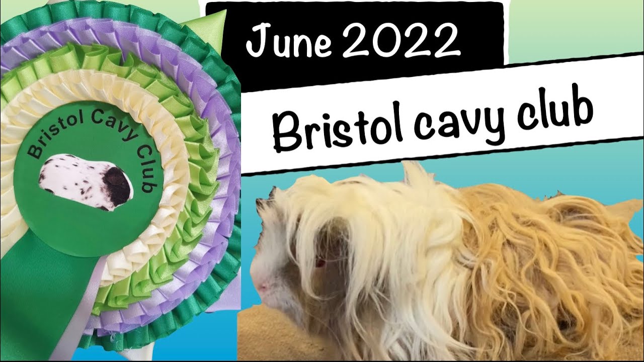 Bristol Cavy Club show June 2022 #guineapig #guineapigsofinstagram