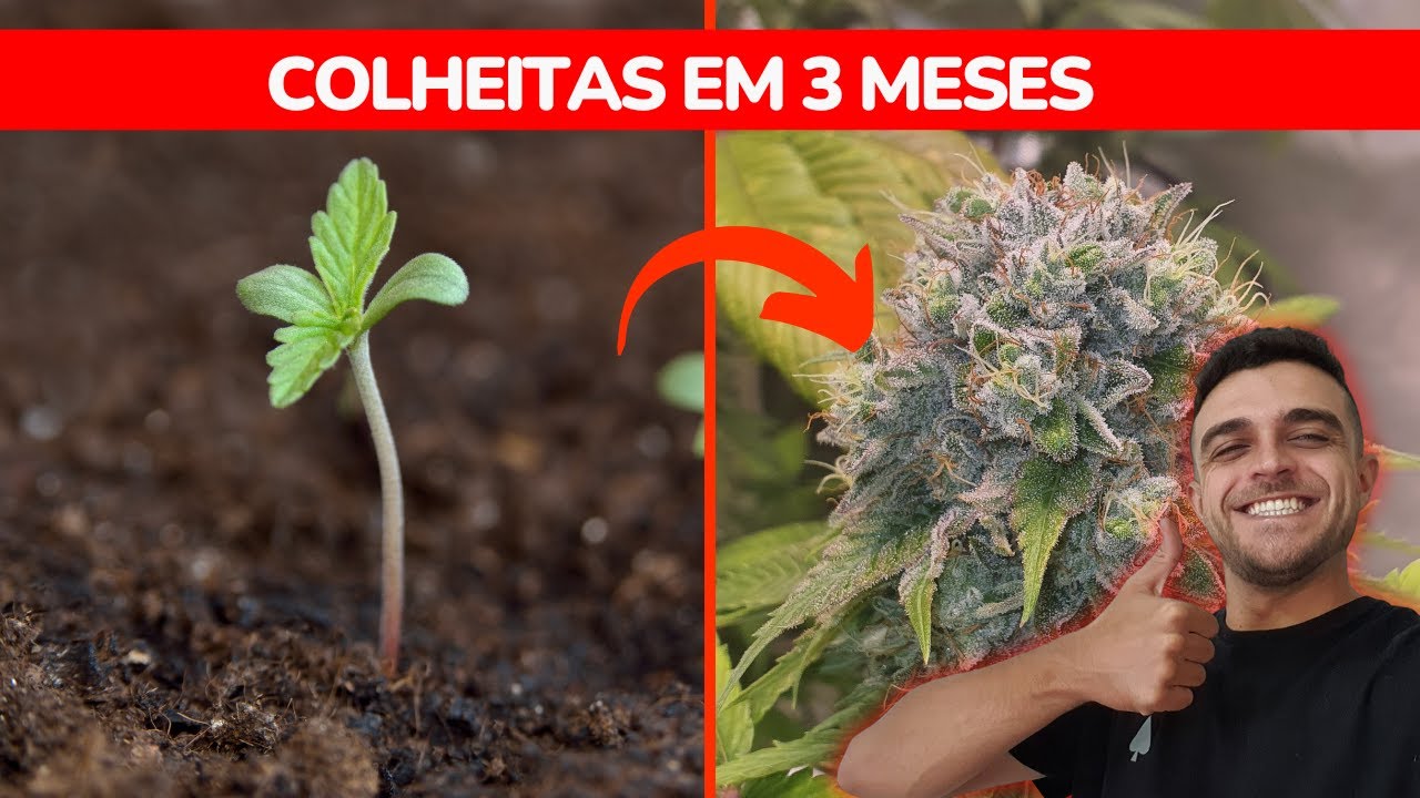 Como plantar autom&aacute;ticas
