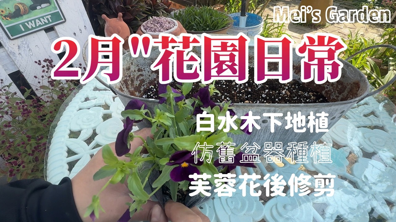 【Mei's Garden Life】白水木樹下地植|鐵器花盆種植
