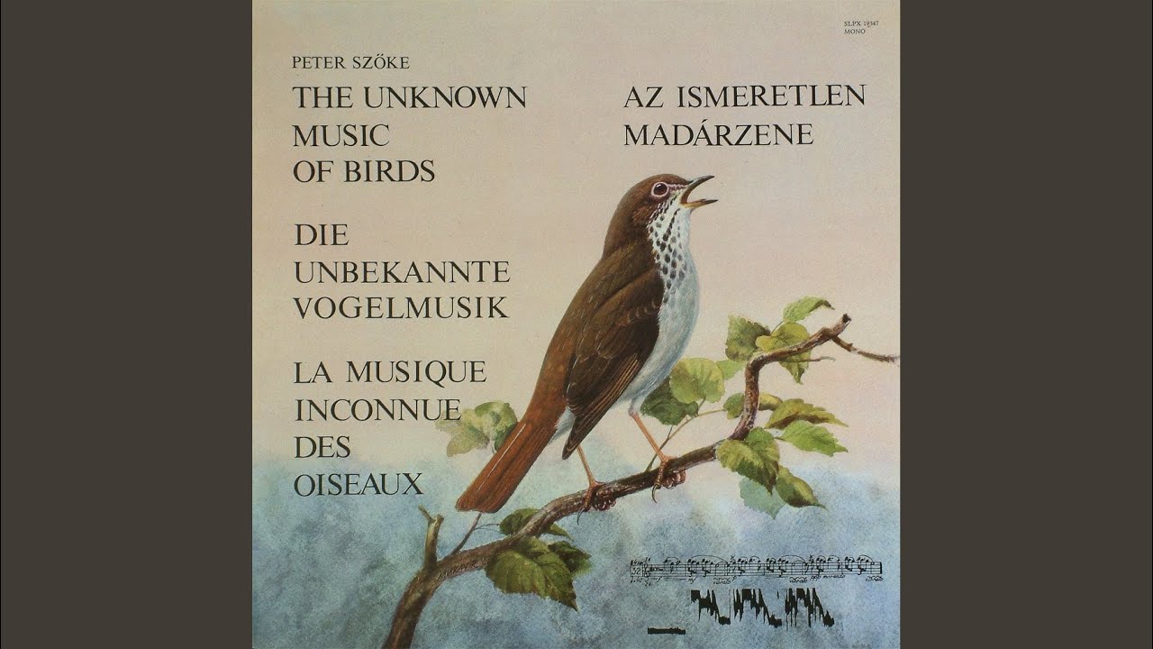Cygnus cygnus - &eacute;nekes hatty&uacute;
