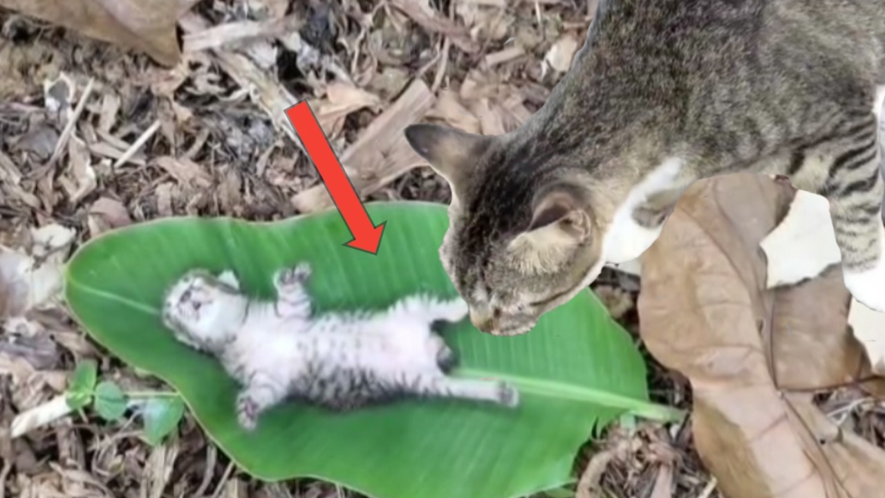 the last kitten with its mother