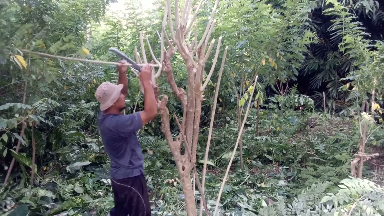Enaknya ngeramban langsung pangkas @ramban @gamal