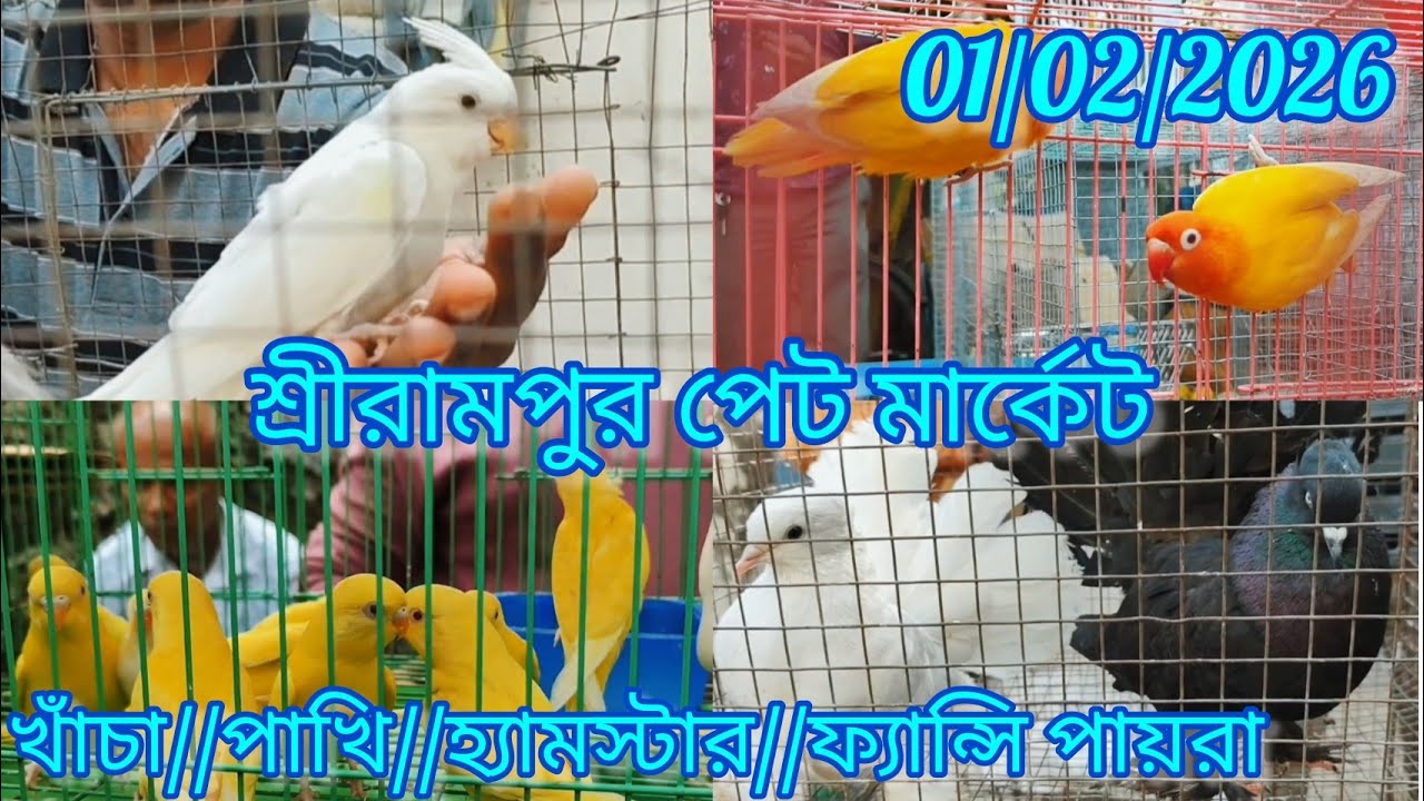 Current Exotic Birds Price Update 🦜 Shrirampur Pet Market 🐦 01/02/2026. খাঁচা/পাখি/হ্যামস্টার/পায়রা