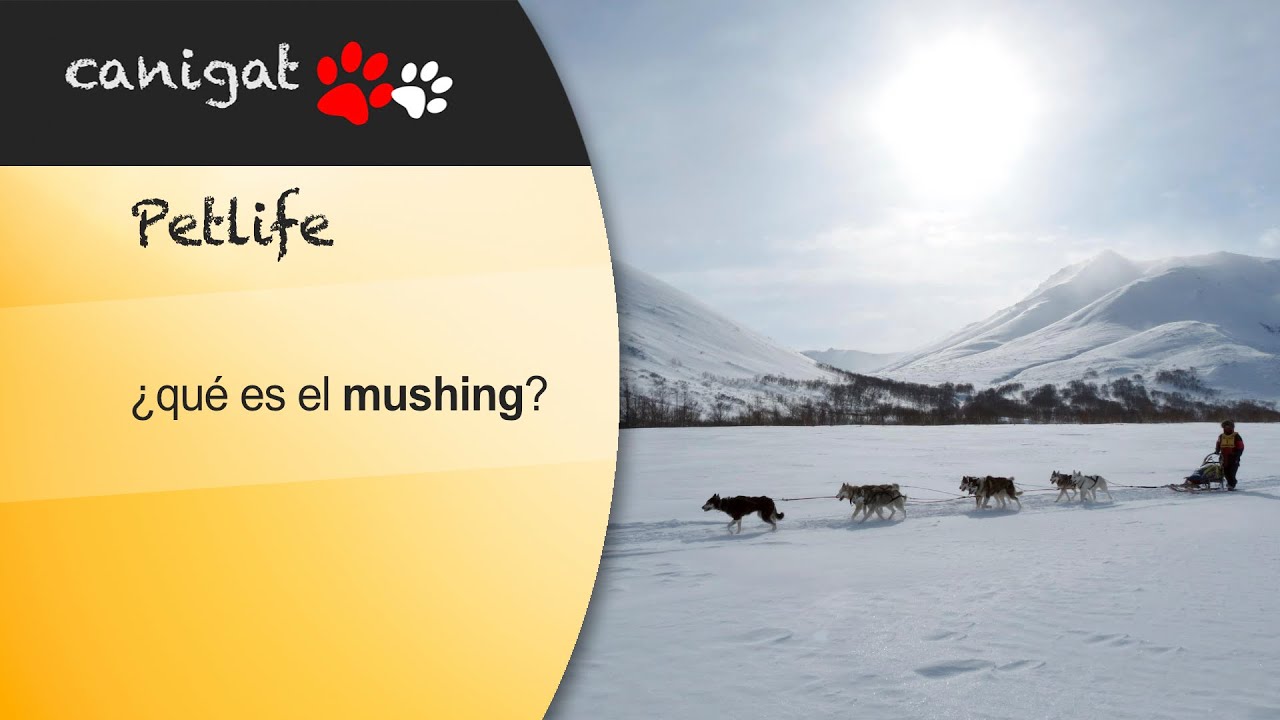¿Qué es el Mushing? 🐶