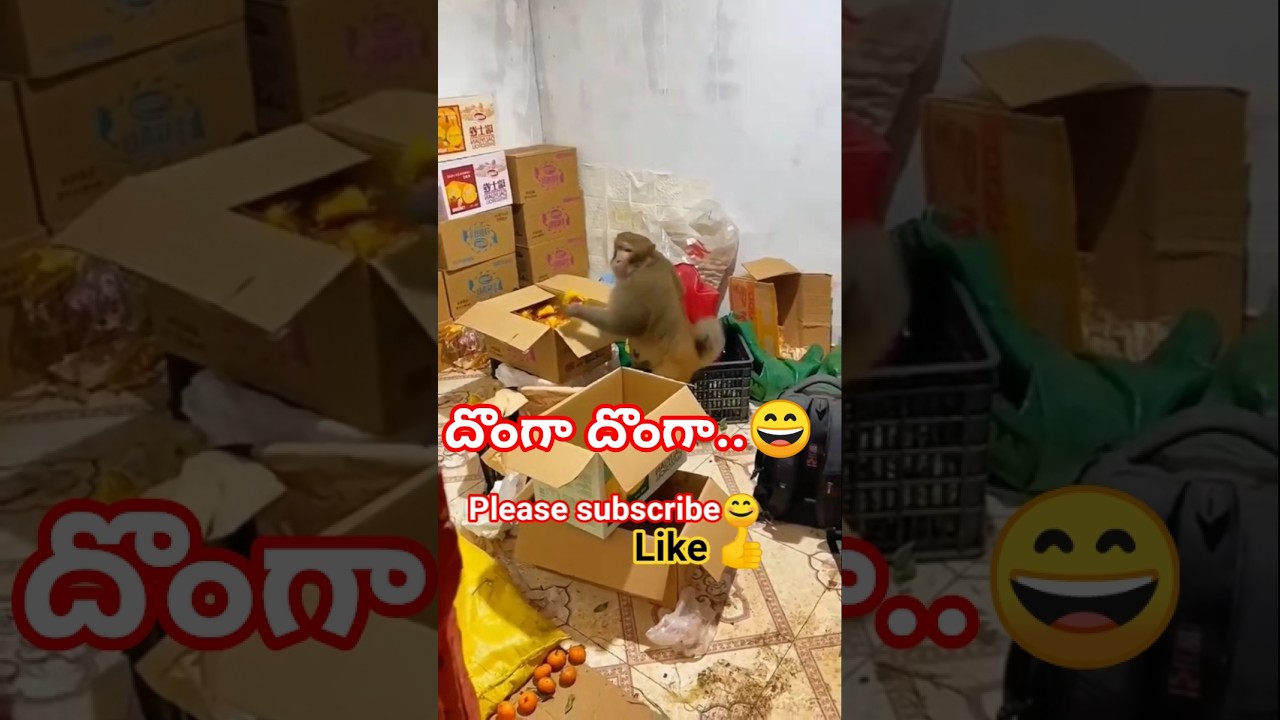 Dhomgaa dhomgaa..😄 #trend #shorts #viral #pleasesubscribe #funny #comedy #funnyvoiceover #monkey...