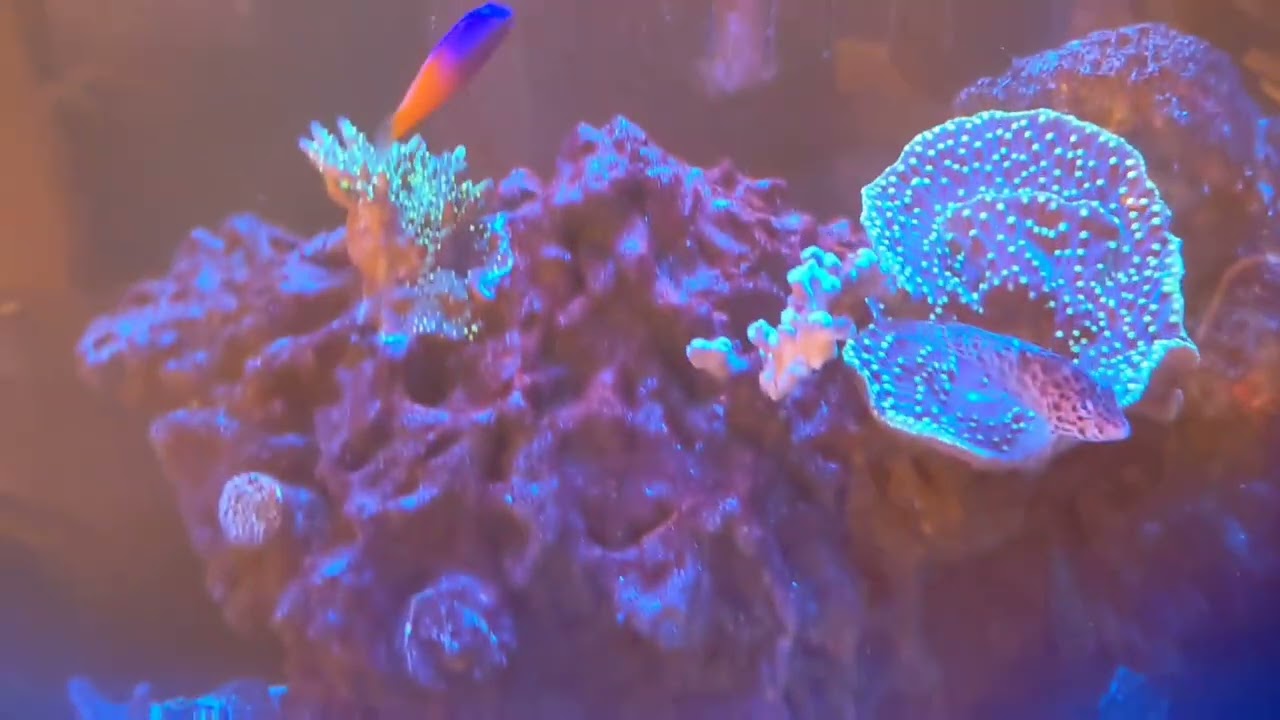 Giving our 90 Reef Some Much Needed Love (Jake Adams Tribute)