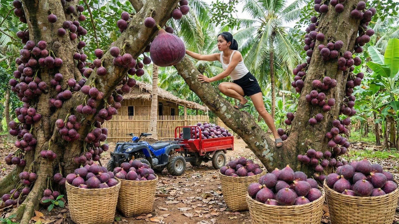 Harvesting 1000kg of Giant Figs, A Small Girl Transports Them Alone to the Market for Sale