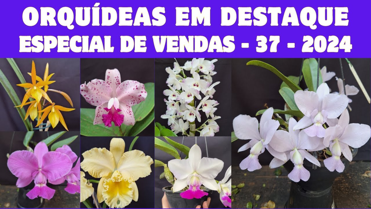 ORQUÍDEAS em DESTAQUE - Especial de Vendas 37 - 2024 - CATTLEYA WALKERIANA GILDA MARIA X C.W. A15
