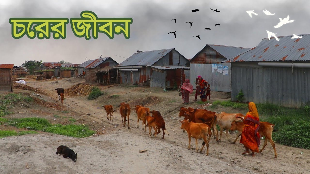 বাংলাদেশের চরাঞ্চলের জীবনযাত্রা || Char life in Bangladesh.