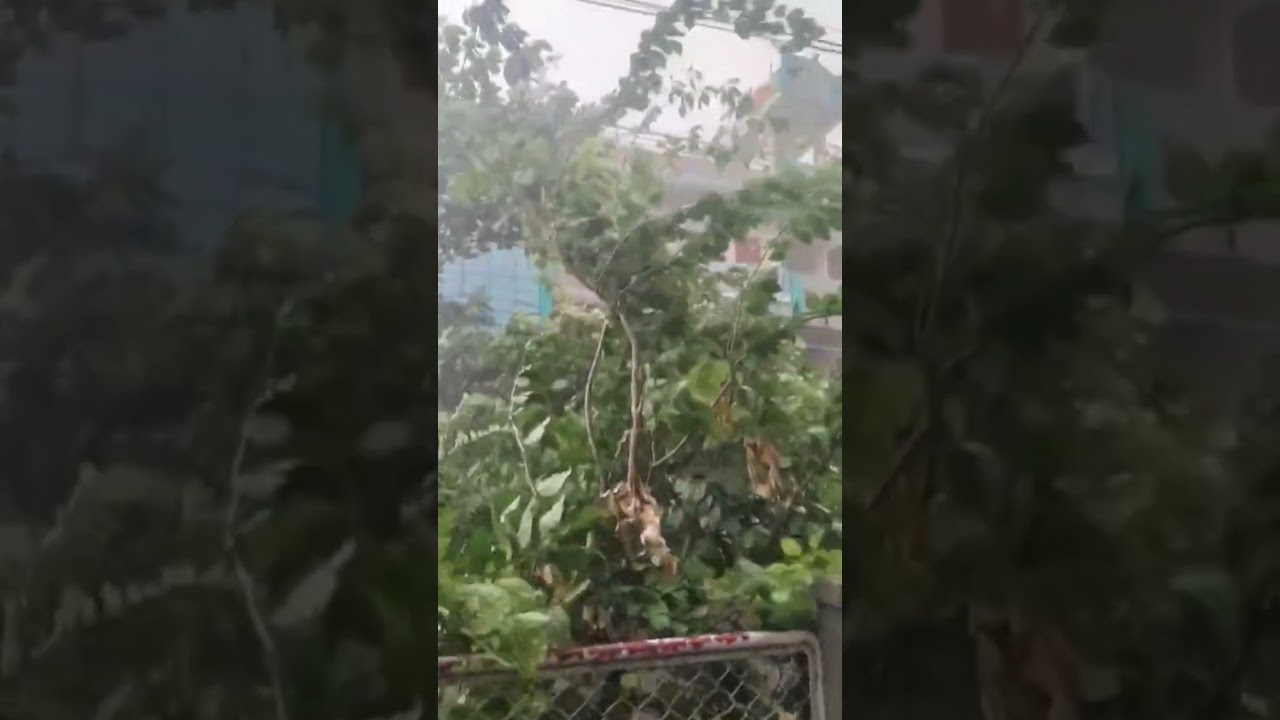 #Athani #Monsoon #RainyVibes #HeavyRain #RainyDay #KarnatakaRain #VillageVibes #Nature