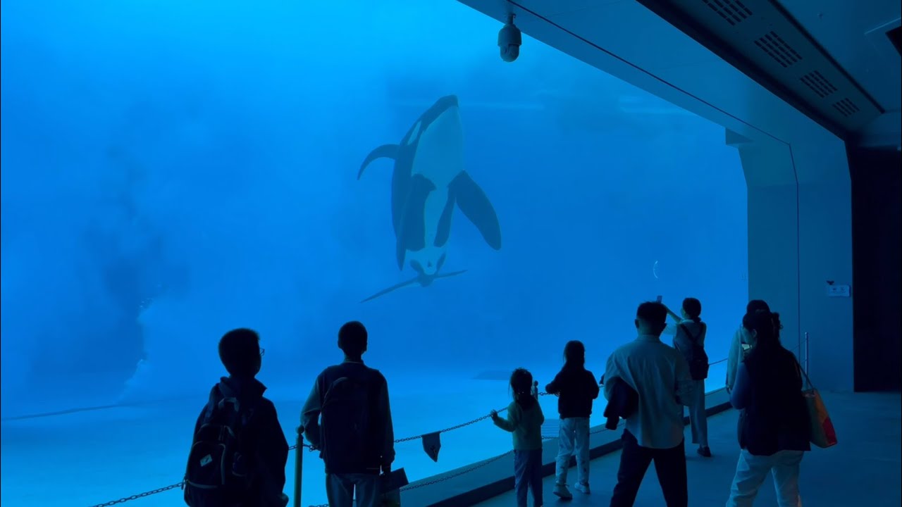 Chimelong Spaceship Orca Underwater Viewing Full Walkthrough