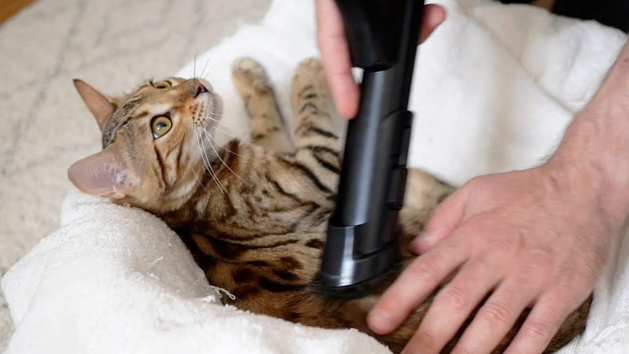 Grooming bengal cat. Part 2. Vacuum cleaner