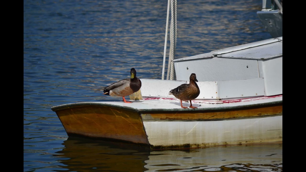 Here, ducky ducky!