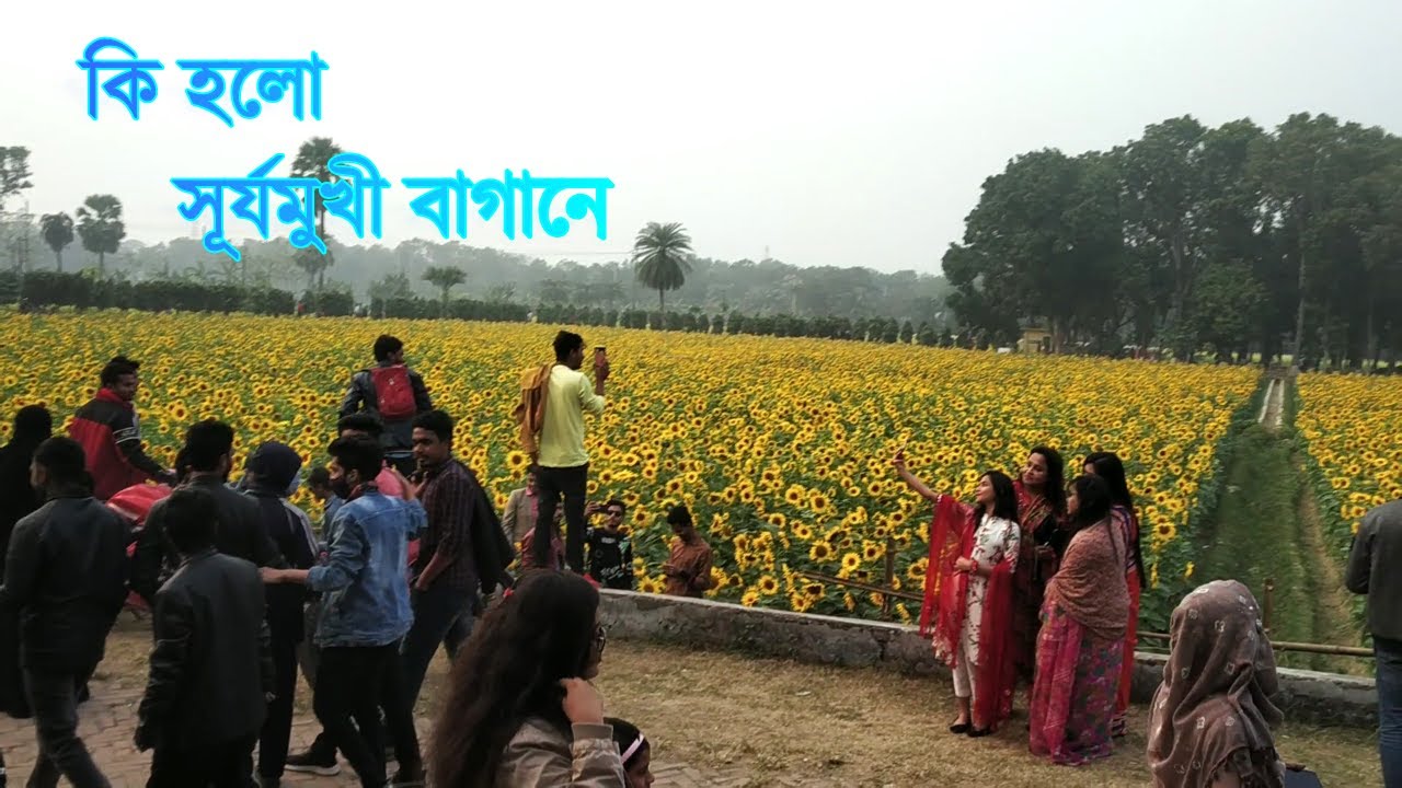 Sun Flower Garden || BADC Faridpur || সূর্যমুখীর বাগান ফরিদপুর ||
