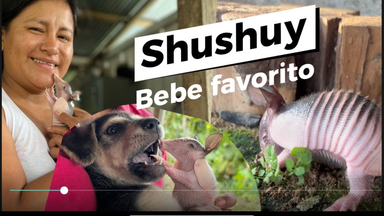 Aventuras de shushuy nuestro bebe | Armadillo Ecuatoriano