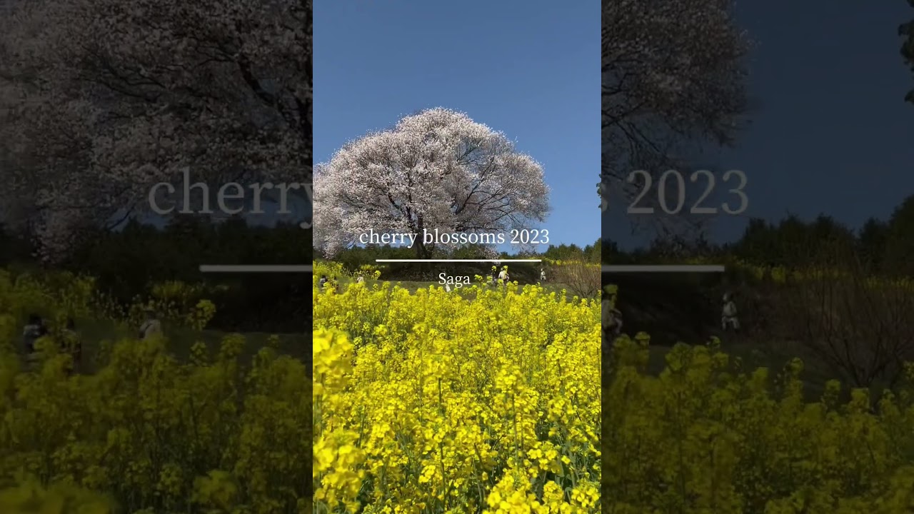 【九州桜スポット2023】 #馬場の山桜 #sakura #cherryblossom #japan ##japantrip #kyushutrip #sakura2023 #花見 #桜スポット