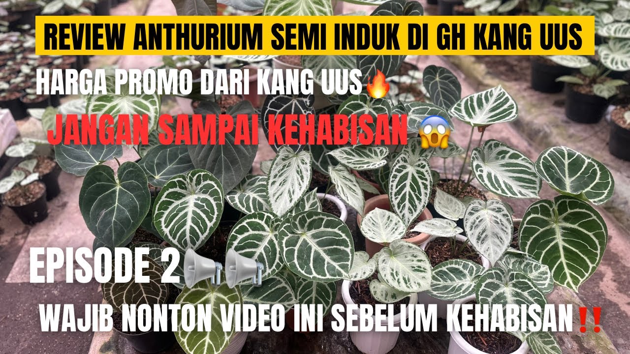 JANGAN KEHABISAN‼️ EPISODE 2 REVIEW ANTHURIUM SEMI INDUK DI GH KANG UUS | HARGA PROMO TERBATAS