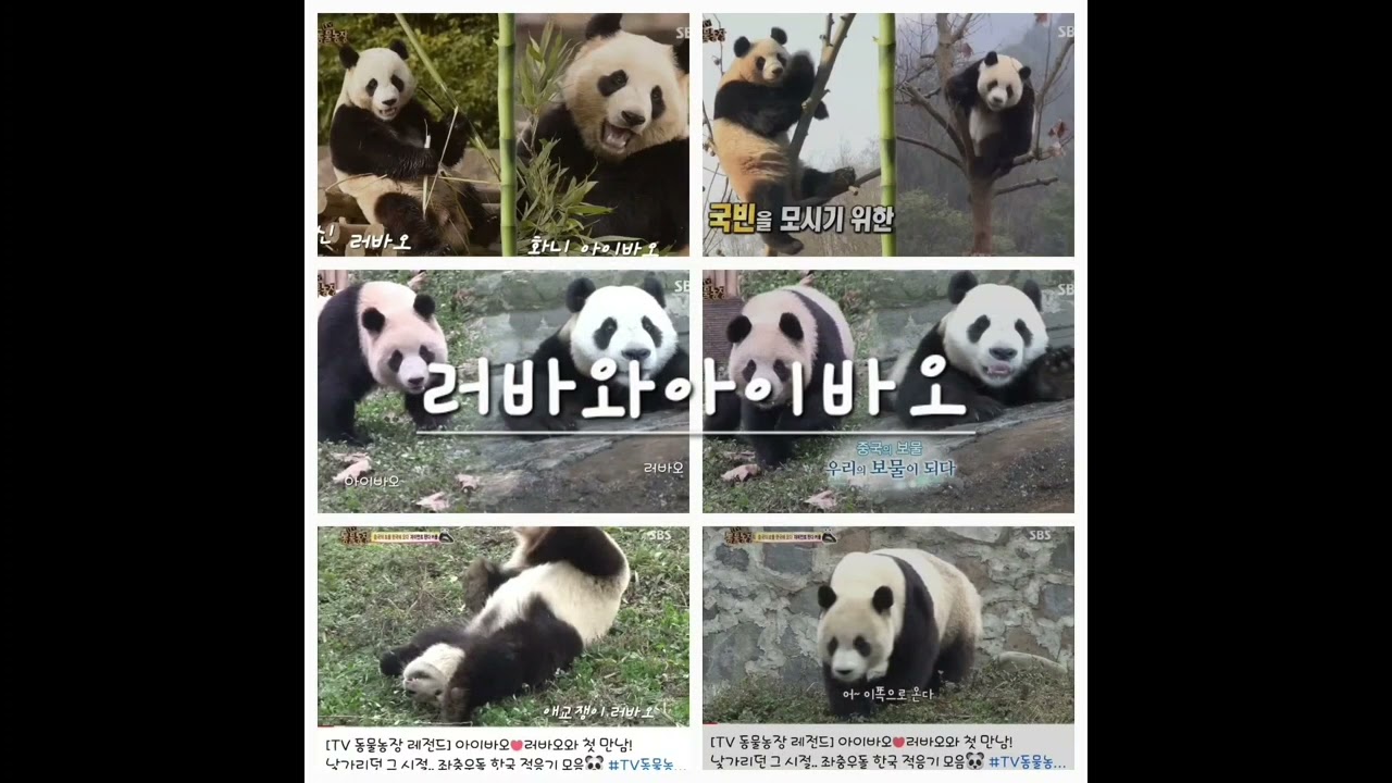 🇰🇷🐼푸바오 아빠 엄마 유년시절  [웬신 과화니]러바오 와아바오) 캘러리을 정리을하며 다 비웁니다 ) 출처 동ㆍ장  수산 ㆍ에버랜드 ㆍ바올)모두 행복하세요
