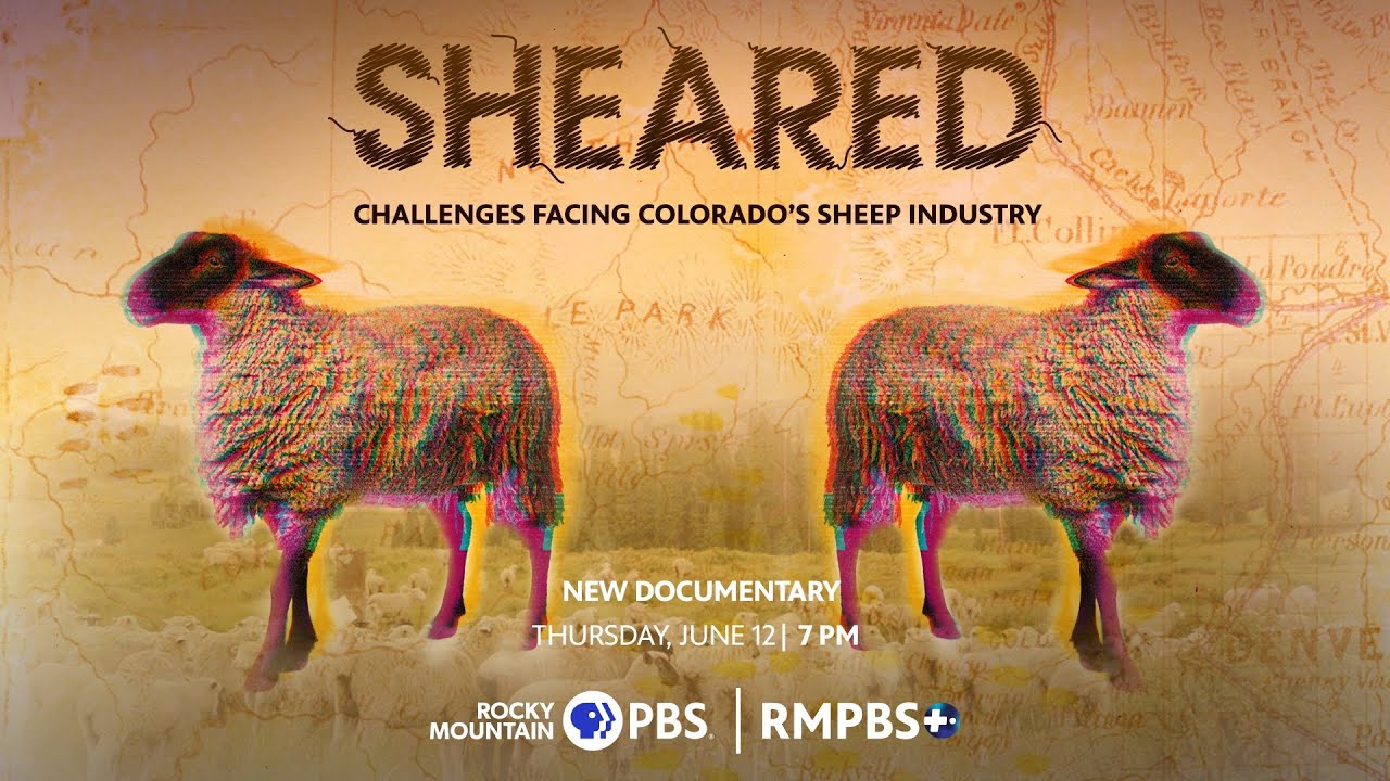 Sheared: Challenges Facing Colorado's Sheep Industry
