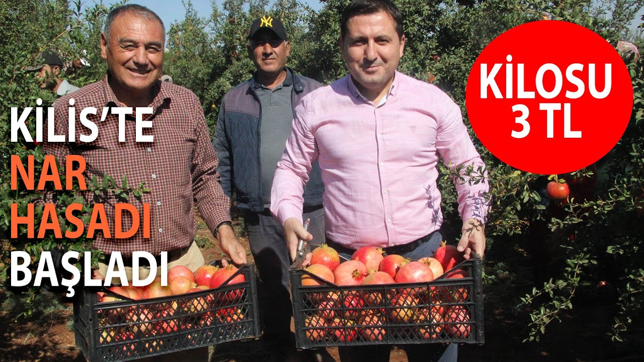 Kilis’te Nar Hasadı Başladı