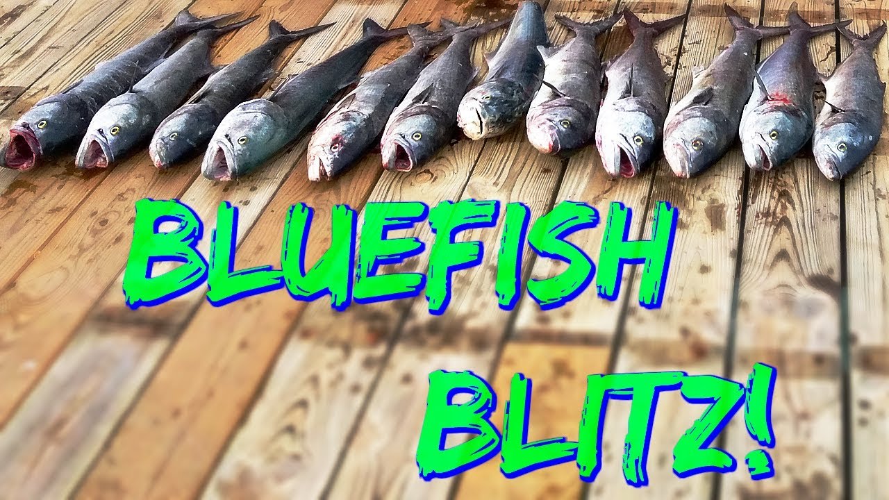 Chopper Bluefish Blitz On The King Rigs And Blues on Gotcha Plugs - Bluefish EVERYWHERE!