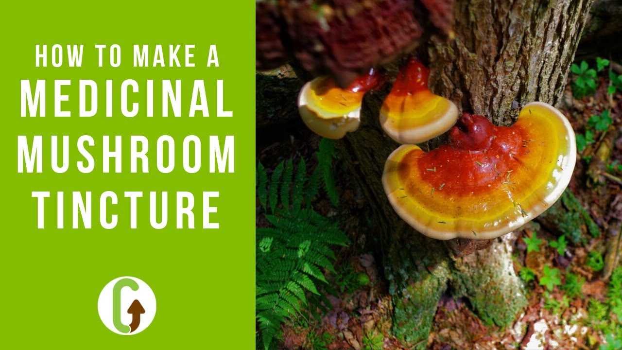 How To Make A Double Extract Medicinal Mushroom Tincture [Step-By-Step Guide] | GroCycle