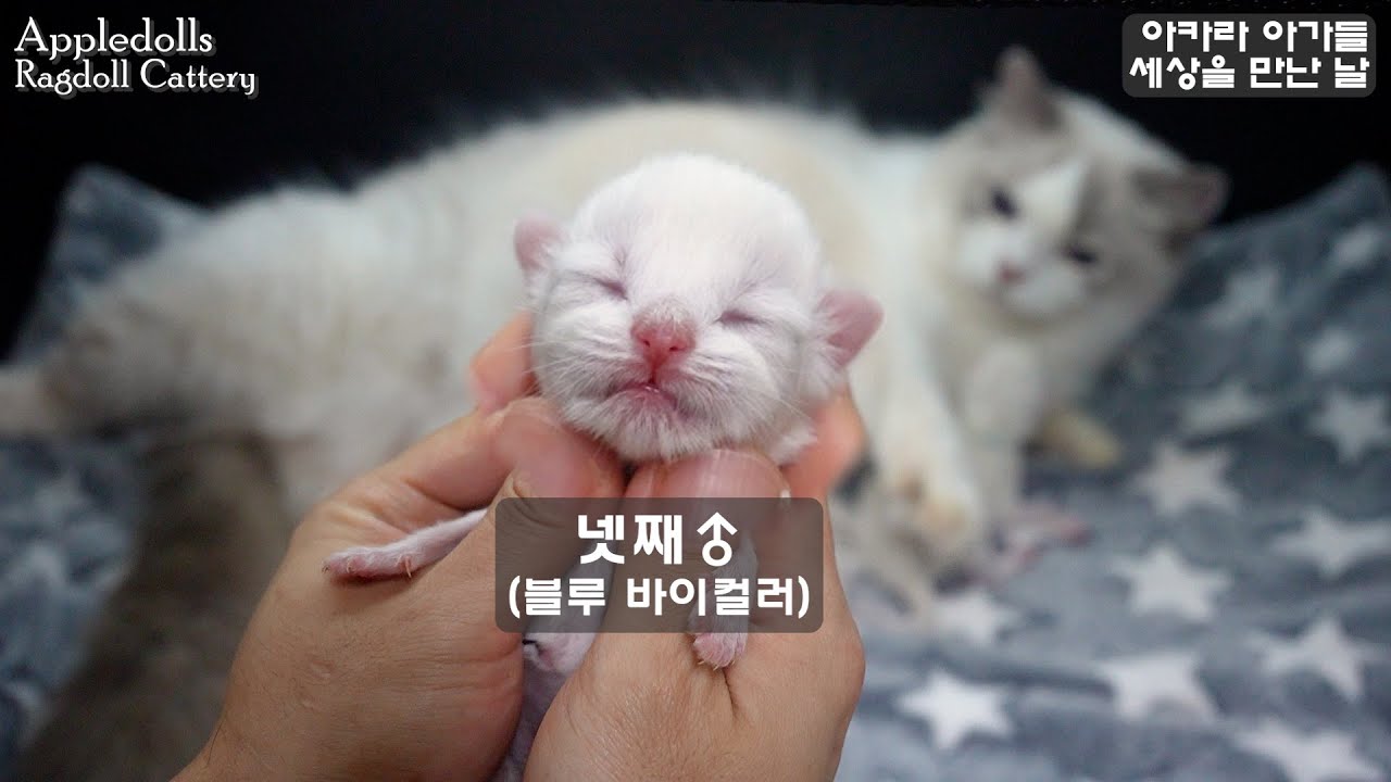 [랙돌 육아일기] 아카라 아가들 - 태어난 날