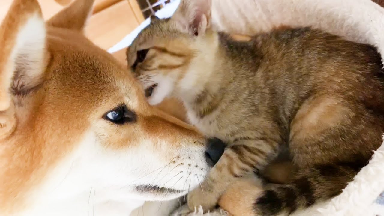お水の順番が待ち遠しくて柴犬の下で待つ子猫 Kitten waits under the Shiba Inu because